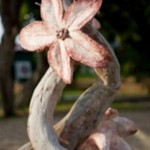 magnoliite13