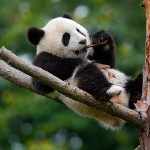 Lying,Cute,Young,Giant,Panda,Feeding,On,Bark,Of,The Lying,Cute,Young,Giant,Panda,Feeding,On,Bark,Of,The